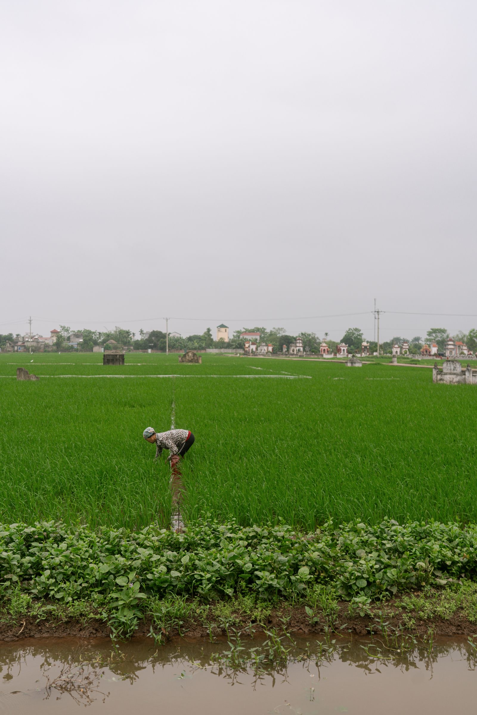 Nông dân chăm ruộng lúa